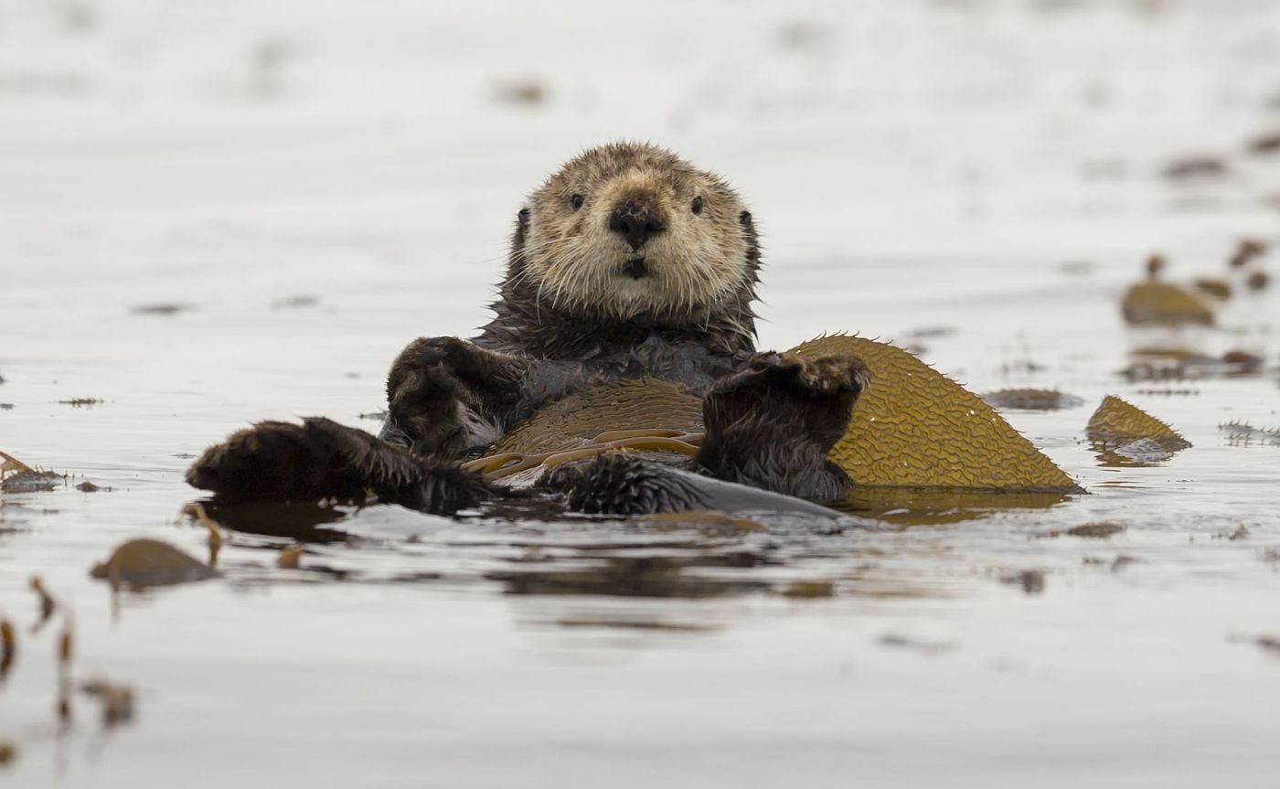 Farewell Harbour Lodge - Sea Otter Success Story Farewell Harbour Lodge - Sea Otter Success Story