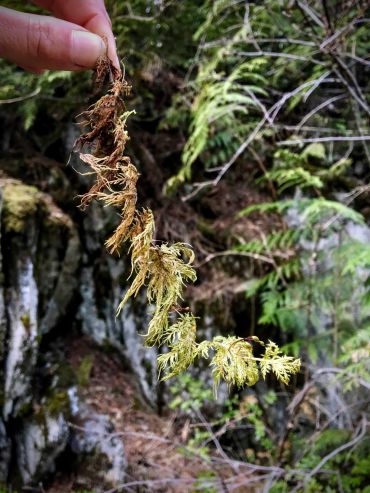 Can you tell how old this step moss is?