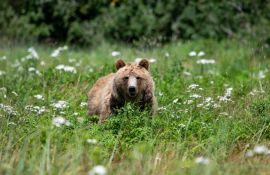 Bear Viewing