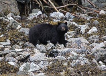 Black bear on the beach!