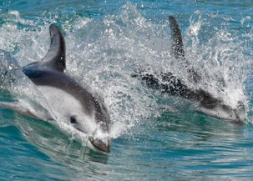 Pacific White Sided Dolphins taken by telephoto