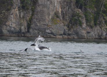 Leaping Pacific White Sided Dolphins
