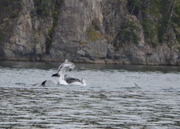 Leaping Pacific White Sided Dolphins